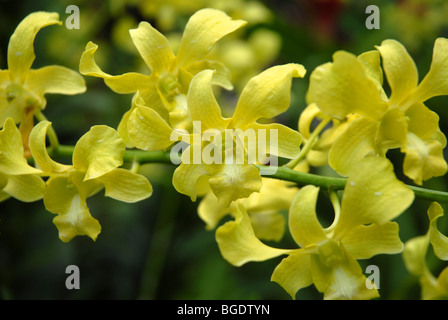 orchid, National Orchid Garden, Botanical Gardens, Singapore Stock Photo