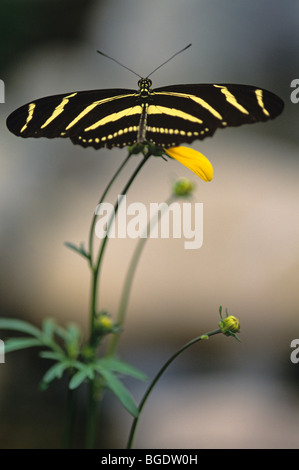 Woodland park zoo butterfly exhibit Zebra Long Winged landing on flower Seattle Washington State USA Stock Photo
