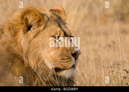 Young male lion portrait Stock Photo