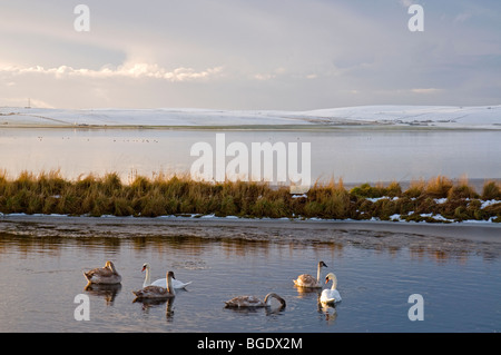 Mute Swans on partially frozen Loch of Stenness on Mainland Orkney  SCO 5706 Stock Photo