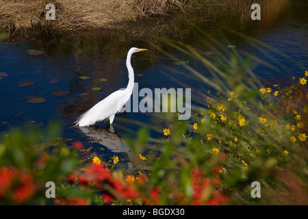 Great or American Egret in southwestern Florida Stock Photo