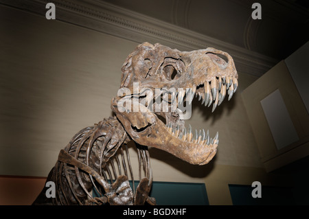 Tyrannosaurus rex skeleton from the late Cretaceous, Smithsonian Museum of Natural History Stock Photo