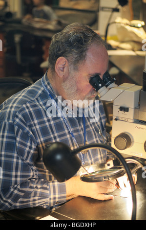 Paleontologist studying fossil fragments in a lab at the Smithsonian National Museum of Natural History Stock Photo