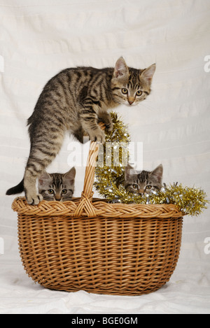 Stock photo of kittens playing in a basket. Stock Photo