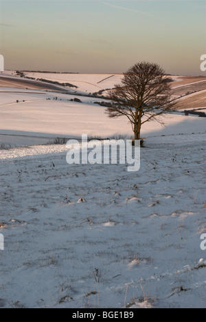 Snow comes to the South Downs National Park and a lone tree and seat on Cissbury Ring. Stock Photo