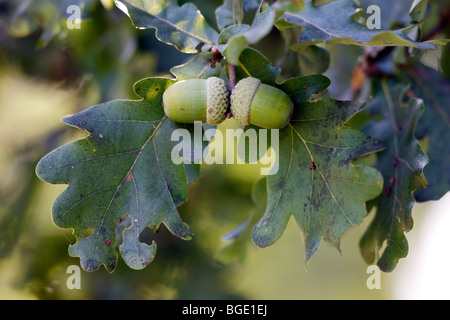 growing acorns on a tree, oak, Germany. Stock Photo