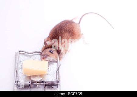 A dead mouse after having been caught in a mouse trap on a white background Stock Photo