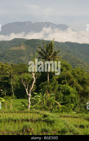 Gunung Agung across the rice fields, eastern Bali, Indonesia
