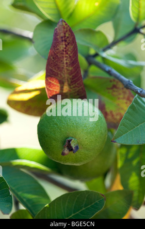 Psidium guajava. Ripening Guava fruit on a tree in India Stock Photo