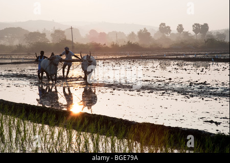 Indian farmer preparing a new rice paddy field using a plough pulled by cows at sunrise. Andhra Pradesh, India Stock Photo