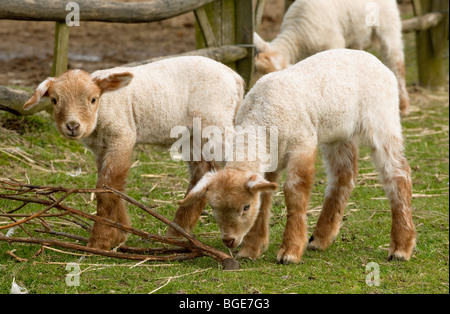 Newborn little twin lambs playing in a meadow Stock Photo