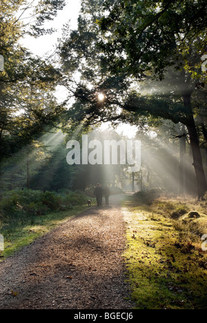 Early morning sunlight filtering through the trees at the Rhinefield ornamental drive with walkers in the distance Stock Photo