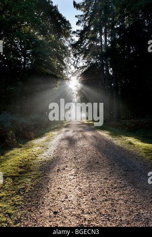 Early morning sunlight filtering through the giant pine trees at the Rhinefield ornamental drive in the New Forest England Stock Photo
