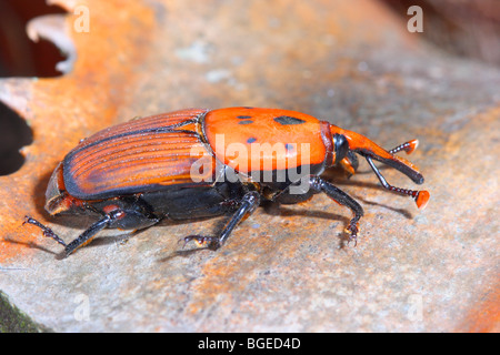 Red Palm Weevil, Rhynchophorus ferrugineus. Palm pest beetle Stock Photo