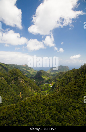 Rainforest of Madeira viewed from Ribeiro Frio Stock Photo