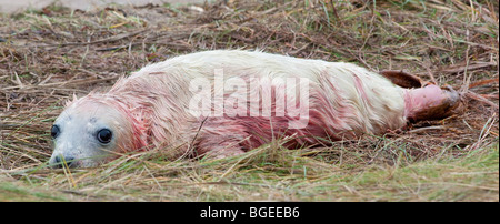 A blood covered, newly born grey seal pup lies on grass, Donna Nook, Lincolnshire England UK Stock Photo