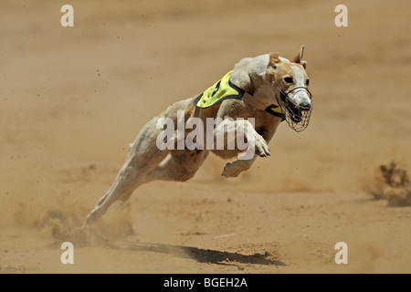 Greyhound at full speed during a race Stock Photo