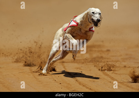 Greyhound at full speed during a race Stock Photo