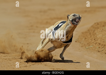 Greyhound at full speed during a race Stock Photo