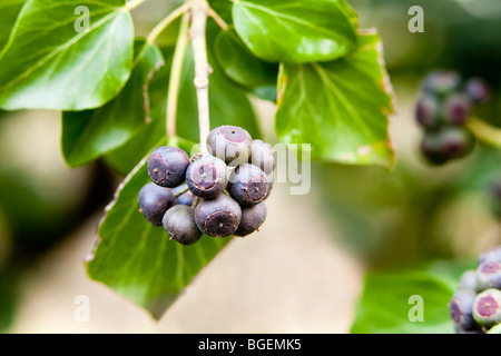 Ivy Hedera helix with fruit Kent UK winter Stock Photo