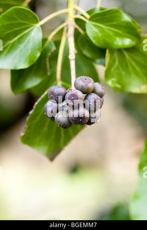 Ivy Hedera helix with fruit Kent UK winter Stock Photo