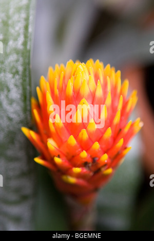 Bromeliad Flame (Torch) Stock Photo