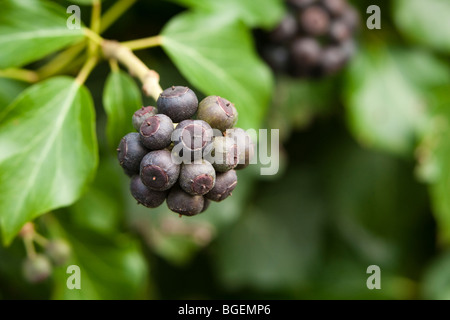 Ivy Hedera helix with fruit Kent UK winter Stock Photo