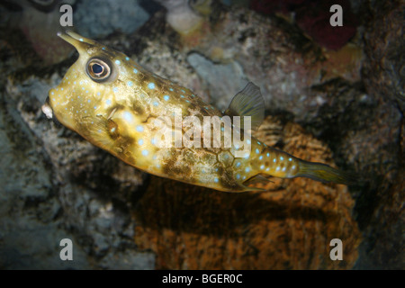 Longhorn Cowfish a.k.a. Horned Boxfish Lactoria cornuta Stock Photo
