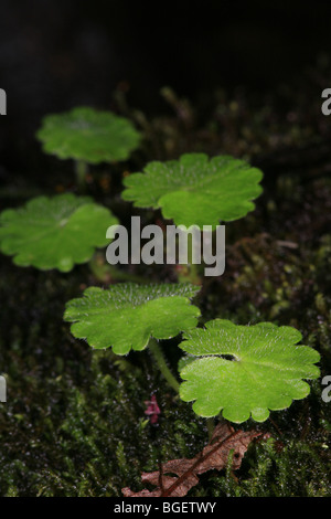 Leaf details on the cloudforest floor in La Amistad national park, Chiriqui province, Republic of Panama.