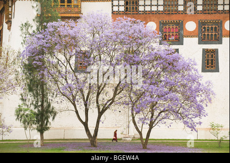 Monk walks below blooming Jacaranda tree, Punakha Dzong, BHUTAN Stock Photo