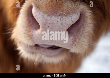 Highland cow nose and chewing mouth close-up. England UK Britain Europe. Stock Photo