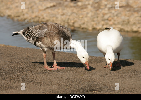 'Blue' Snow Geese or Lesser Snow Goose Blue phase (Anser c. caerulescens). North America, USA, Canada, Siberia. Migrant. Stock Photo