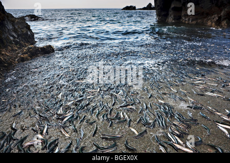 Spawning Capelin, Mallotus villosus, on a beach at Admiral's Point, Bonavista Peninsula, Trinity Bay, Highway 239, Discovery Tra Stock Photo