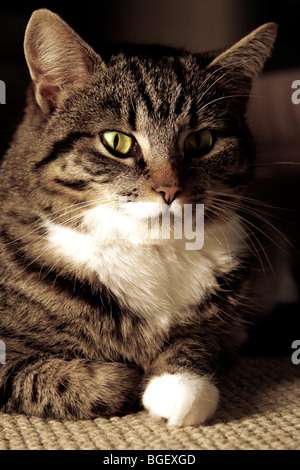 Portrait of a young tabby cat bathed in warm light from a fire Stock Photo