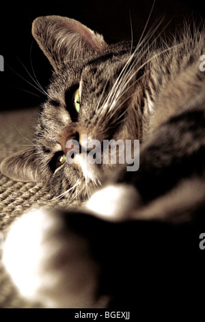 Portrait of a young tabby cat bathed in warm light from a fire Stock Photo