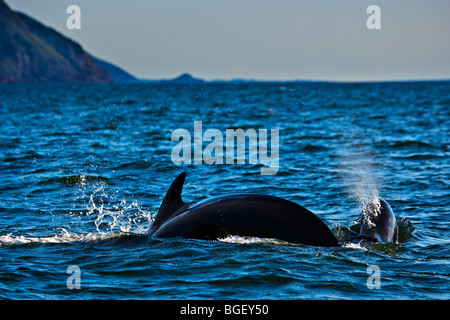 Long-Finned Pilot Whales, Globicephala melas, seen during a whale watching excursion from Pleasant Bay in the Gulf of St Lawrenc Stock Photo