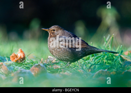 Female Blackbird feeding on rotten cider apples Stock Photo