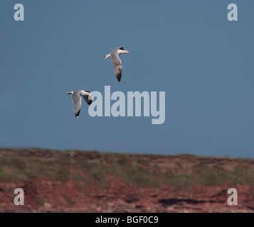 Herring gull, Larus argentatus, flying over Montrose Bay Scotland Stock Photo