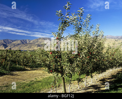 Apple orchards with red delicious apples in Chelan Valley in foothills of the Cascade Mountains. Manson Washington State US. Stock Photo