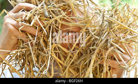 Man searching for a needle in a haystack Stock Photo