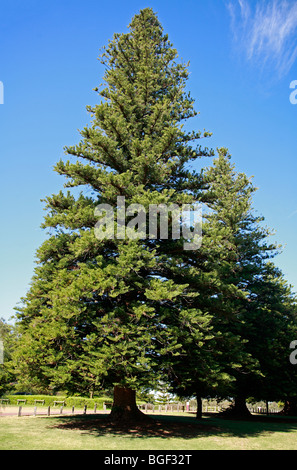 Tall Norfolk Pine Tree growing in Florida Stock Photo - Alamy