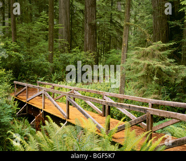 CALIFORNIA - Bridge in redwood grove along the Simpson-Reed Trail in Jedediah Smith Redwoods State Park. Stock Photo
