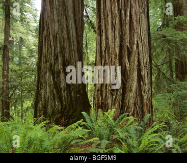 CALIFORNIA - Redwood grove along the Simpson-Reed Trail in Jedediah Smith Redwoods State Park. Stock Photo