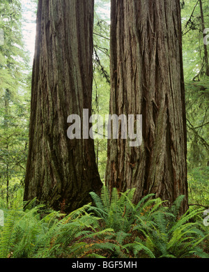 CALIFORNIA - Redwood grove along the Simpson-Reed Trail in Jedediah Smith Redwoods State Park. Stock Photo
