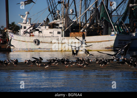 Terns fly in front of shrimp boat, SW Florida, USA Stock Photo