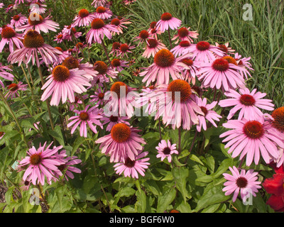 Elk 1020 violet cone flowers Stock Photo