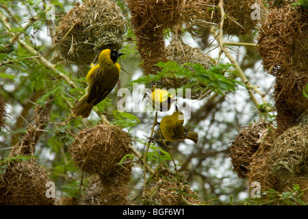 Weaver bird nest building Stock Photo