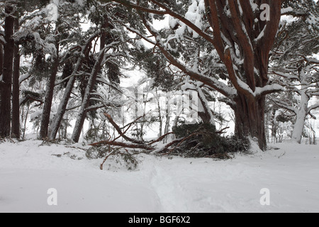 Branches Snapped From a Mature Scots Pine Pinus sylvestris by Heavy Snowfall Glenmore Forest Rothiemurchus Cairngorms Scotland Stock Photo