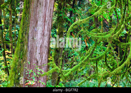 Tree branches covered with lush green moss and the trunk of a western red cedar tree, Thuja plicata, during fall in the rainfore Stock Photo