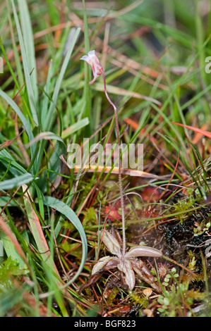 Pale Butterwort:  Pinguicula lusitanica. Dartmoor, England Stock Photo